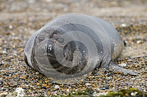 Elephant seal Patagonia Argentina