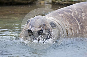 Elephant seal, Patagonia Argentina