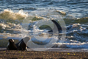 Elephant seal, Patagonia Argentina