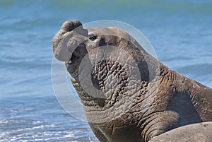 Elephant seal, Patagonia Argentina