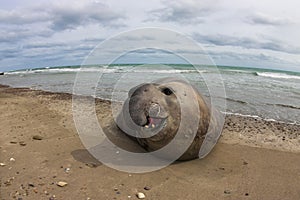 Elephant seal, Patagonia Argentina