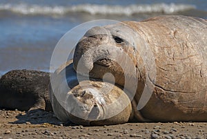 Elephant seal, Patagonia, Argentina