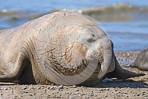 Elephant seal, Patagonia, Argentina photo