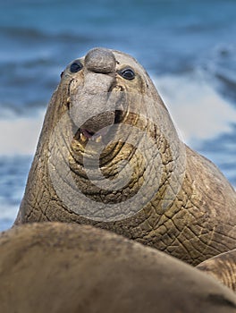 Elephant seal, Patagonia, Argentina