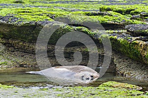 Un elefante focas. península 