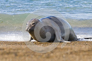 Elephant seal, photo