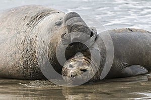 Elephant seal, Patagonia photo