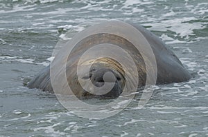 Elephant seal, Patagonia photo