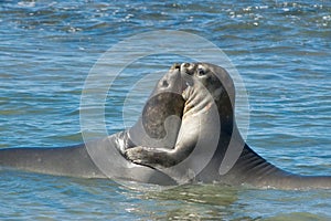 Elephant seal in Peninsula Valdes, Patagonia. photo