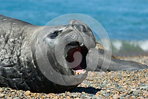 Elephant seal in Peninsula Valdes, Patagonia. photo