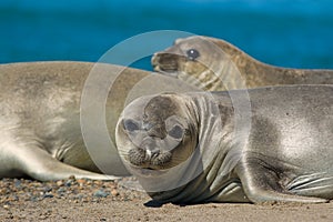 Elephant seal in Peninsula Valdes, Patagonia. photo