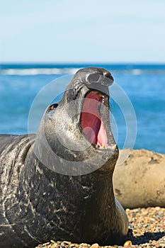 Elephant seal in Peninsula Valdes, Patagonia. photo