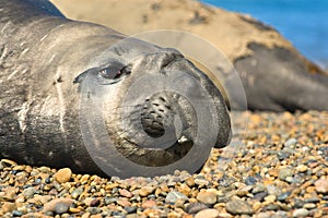 Elephant seal in Peninsula Valdes, Patagonia. photo