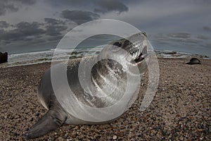 Elephant seal, Peninsula Valdes, Unesco World Heritage