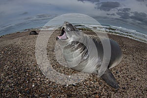 Elephant seal, Peninsula Valdes, Unesco World Heritage Site,