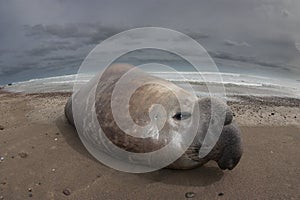 Elephant seal, Peninsula Valdes, Unesco World Heritage Site,