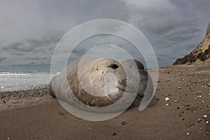 Elephant seal, Peninsula Valdes, Unesco World Heritage Site,