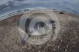 Elephant seal, Peninsula Valdes, Unesco World Heritage Site,