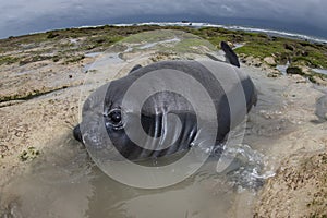 Elephant seal, Peninsula Valdes, Unesco World Heritage Site,