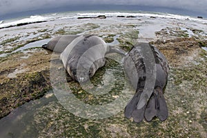 Elephant seal, Peninsula Valdes, Unesco World Heritage Site,