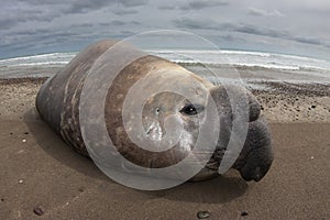 Elephant seal, Peninsula Valdes, Unesco World Heritage Site,