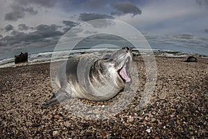 Elephant seal, Peninsula Valdes, Unesco World Heritage Site,