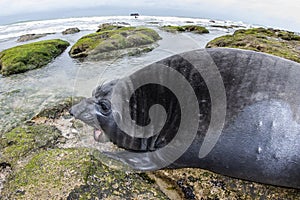 Elephant seal, Peninsula Valdes, Unesco World Heritage Site,