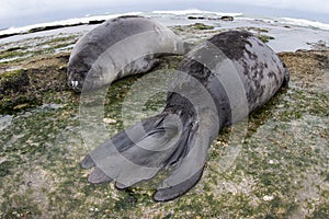 Elephant seal, Peninsula Valdes, Unesco World Heritage Site,