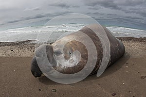 Elephant seal, Peninsula Valdes, Unesco World Heritage Site,