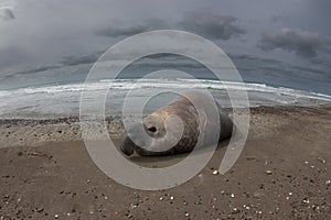 Elephant seal, Peninsula Valdes, Unesco World Heritage Site,