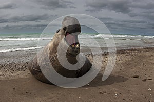 Elephant seal, Peninsula Valdes, Unesco World Heritage Site,