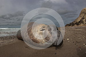 Elephant seal, Peninsula Valdes, Unesco World Heritage Site,