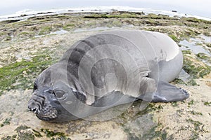 Elephant seal, Peninsula Valdes, Unesco World Heritage Site, Patagonia, Argentina