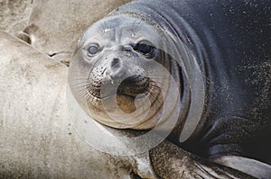 Elephant seal pup