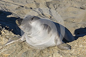 Elephant seal pup on a beach in Big Sur, California