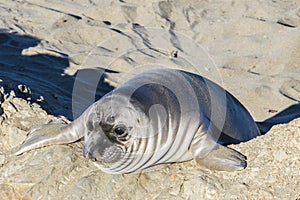 Elephant seal pup on a beach in Big Sur, California