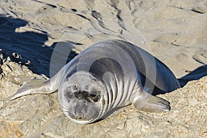 Elephant seal pup on a beach in Big Sur, California