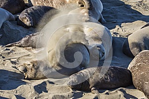 Elephant seal pup on a beach in Big Sur, California