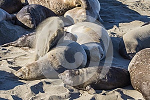 Elephant seal pup on a beach in Big Sur, California