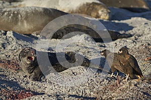 Elephant Seal pup under attack in the Falkland Islands