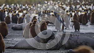 Elephant Seal pups.