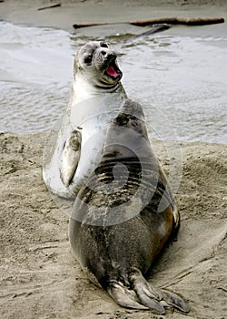 Elephant seal pups