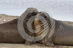 Elephant Seal Pups - Falkland Islands