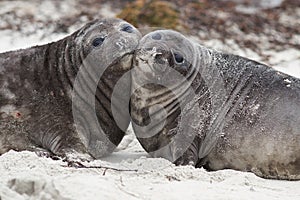 Elephant Seal Pups - Falkland Islands