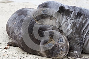 Elephant Seal Pups - Falkland Islands