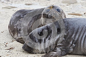 Elephant Seal Pups - Falkland Islands