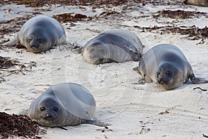 Elephant Seal Pups - Falkland Islands