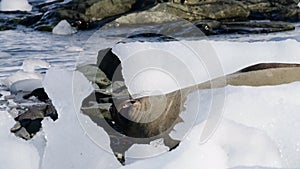 Elephant seal resting on beach in Antarctica