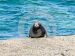 An Elephant seal resting on the beach photo