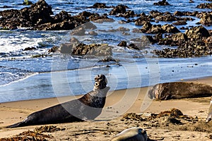 Elephant seal roaring at the shore